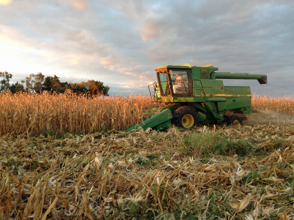 Popcorn harvest